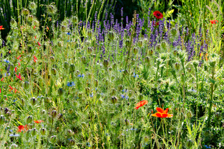 Wild flowers in garden with wildlife